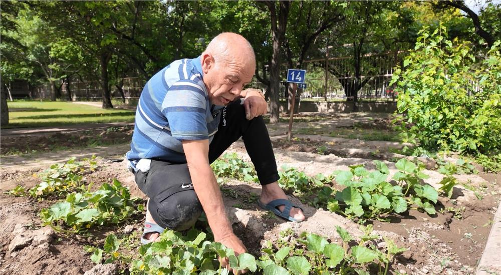 Huzurevi'ndeki yaşlı çınarlar; hobi bahçesi ile toprakları yeşertiyor Huzurevi'ndeki yaşlı çınarlar; hobi bahçesi ile toprakları yeşertiyor