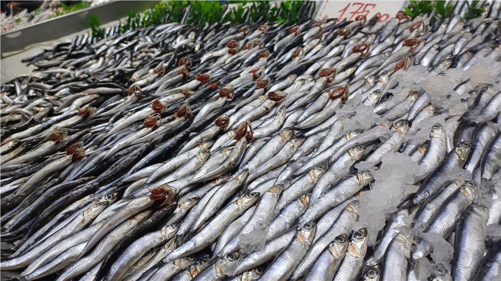 Tezgahlarda palamut yok, hamsi çok
