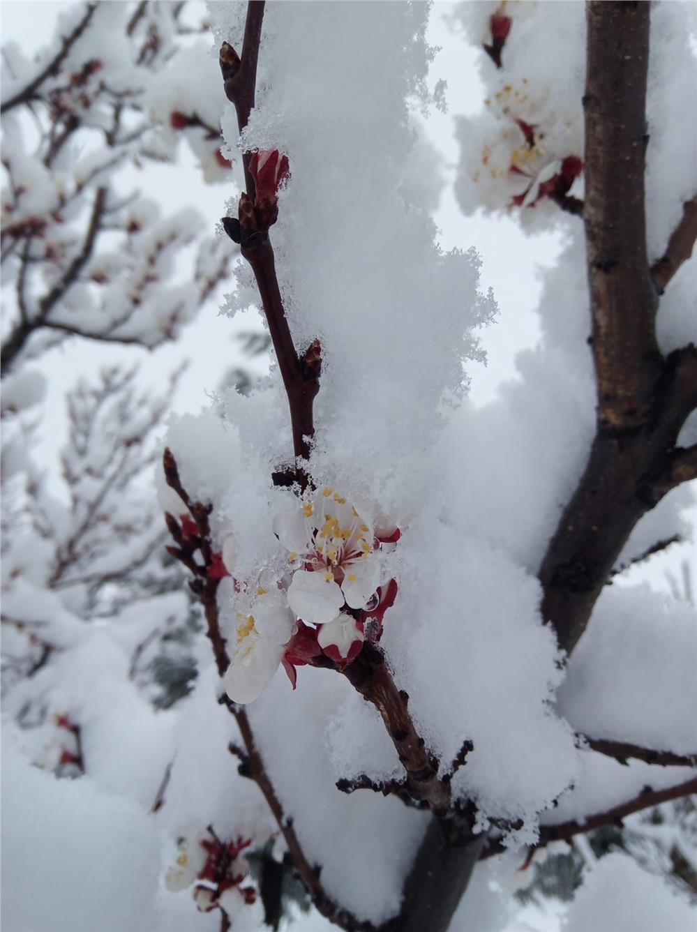 Nisan karı mahalleyi beyaza bürüdü