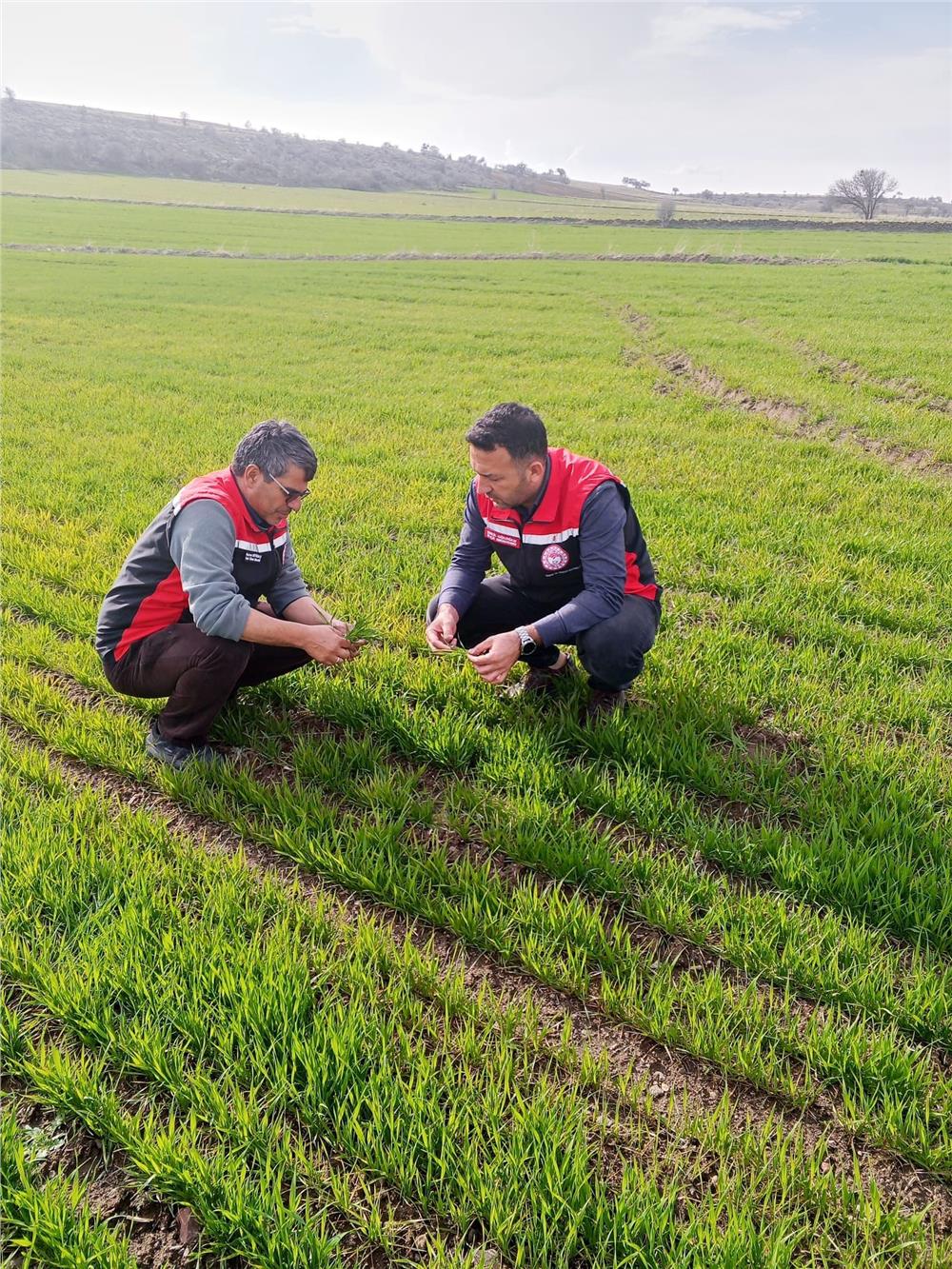 Tomarza'da zirai don uyarısı sonrası saha kontrolleri devam ediyor