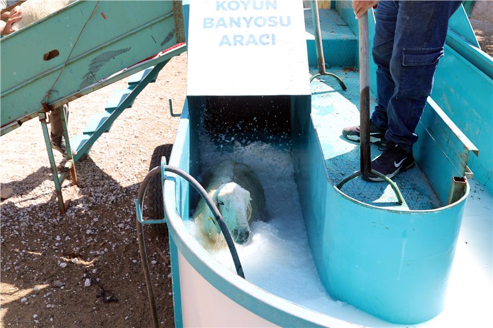 Talas'ta 16 bin koyun bu banyodan geçti