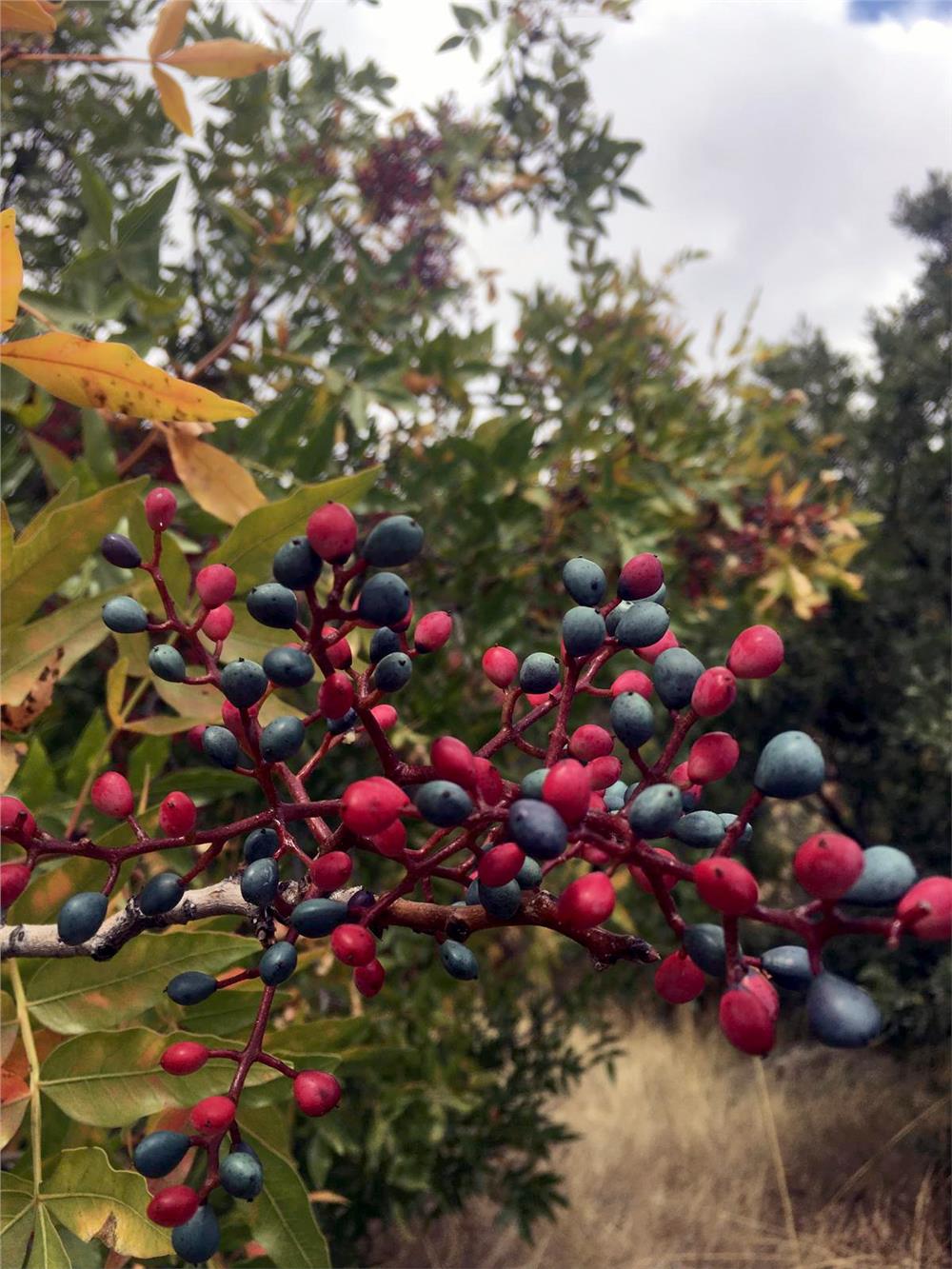 Ali Dağı'nda ekim ayında elma ağacı çiçek açtı