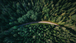 Orman yangınları nerelerde oldu?